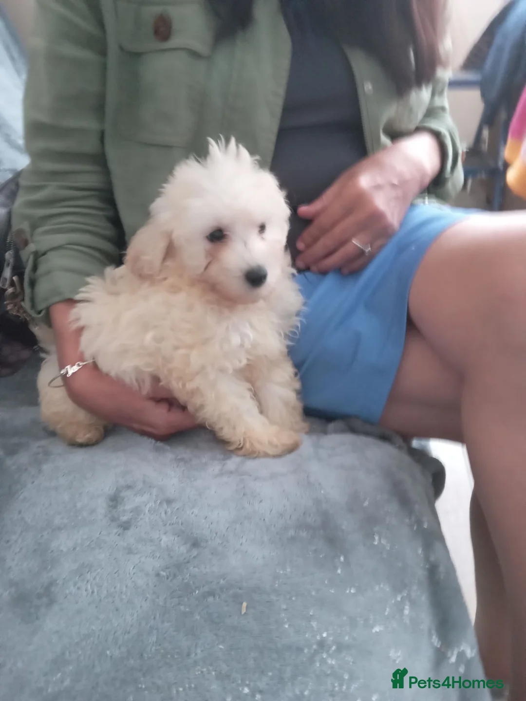 Maltipoo dogs for sale: Multipoo  - Advert 4