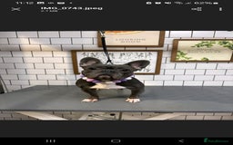 French Bulldog dogs for sale: 3 Year Old Blue Frenchie (GIRL) - Image 3