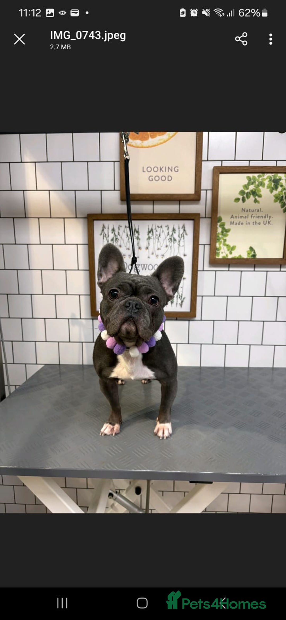 French Bulldog dogs for sale: 3 Year Old Blue Frenchie (GIRL) - Image 3
