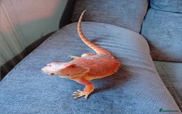 Bearded Dragon reptiles for sale: Bearded dragon and full set up - Image 8