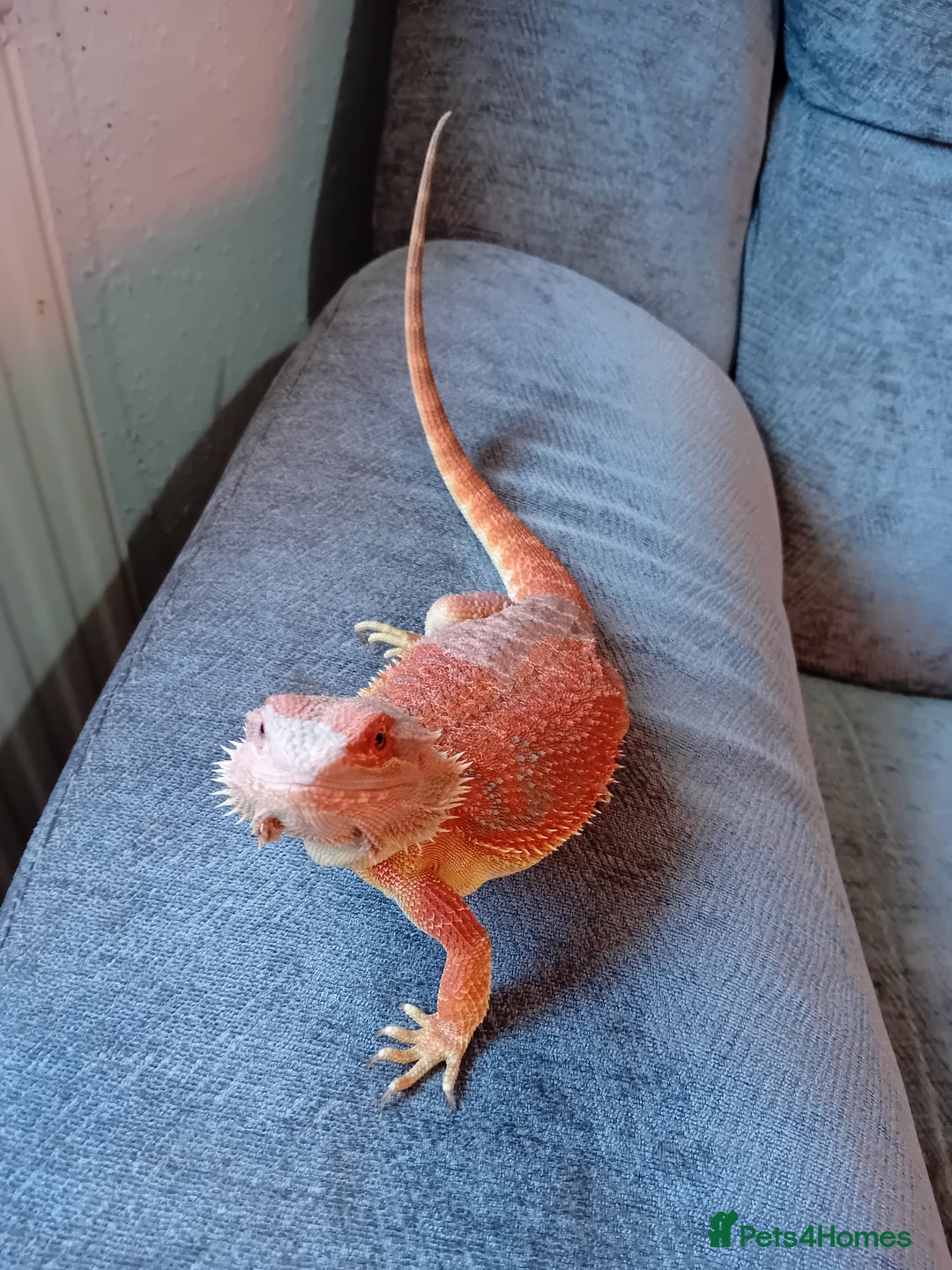 Bearded Dragon reptiles for sale: Bearded dragon and full set up - Image 8