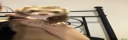 Ferret rodents for sale: Ferret for sale - Advert 2