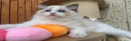 Ragdoll cats for sale: A Gentle Ragdoll Companions Awaits - Advert 9