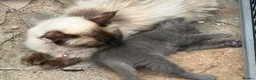 Mixed Breed cats for sale: Ragdoll x gorgeous  - Advert 17