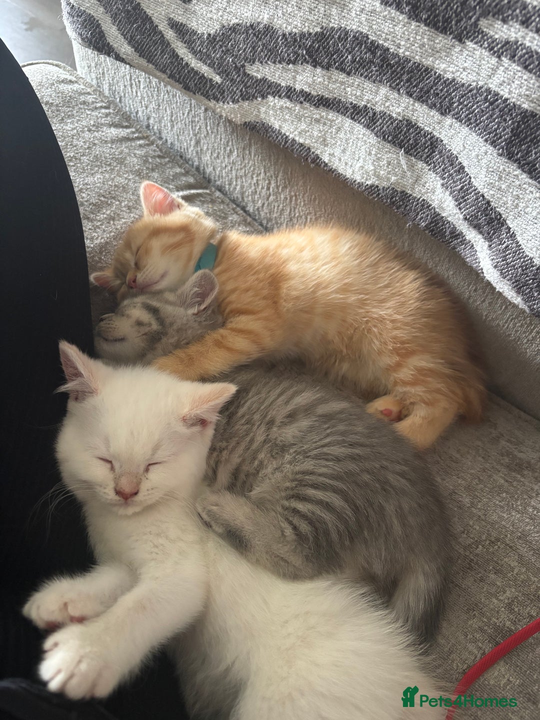 British Shorthair cats for sale: British short hair kittens  - Image 31