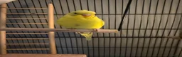 Budgerigars birds for sale: Boy and girl bugdies in Barnsley - Advert 5