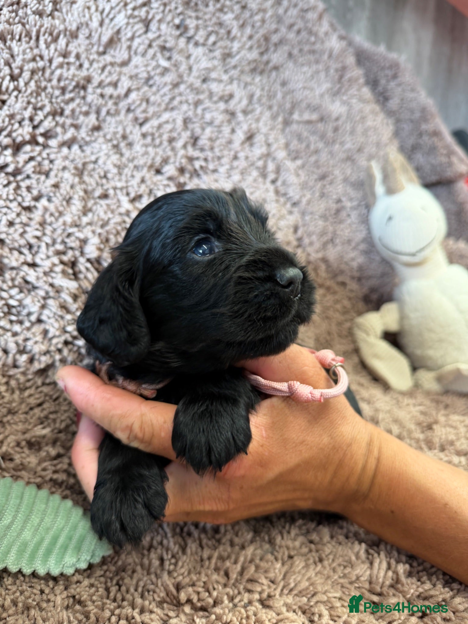 Cocker Spaniel dogs Excellent pedigree Cocker Pups Farlavale / Rowston - Advert 1