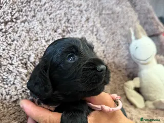 Cocker Spaniel dogs Excellent pedigree Cocker Pups Farlavale / Rowston - Advert 2