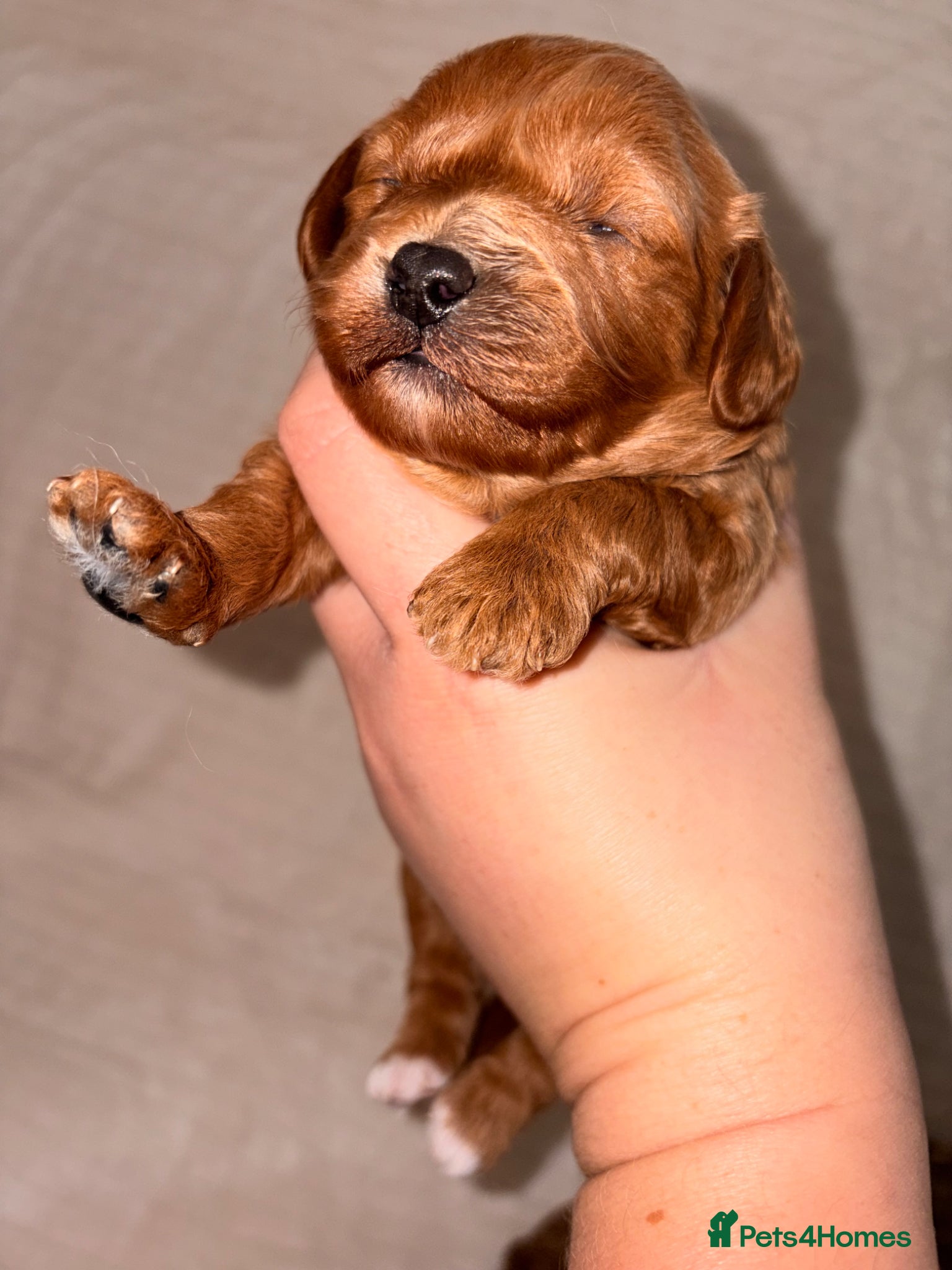 Cavapoo dogs 5⭐️Health Cleared Deep red Toy Cavapoo puppy’s  - Advert 10