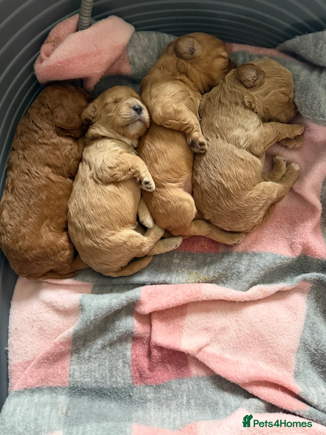 Cockapoo dogs for sale: COCKERPOO GIRLS F2B - Advert 9