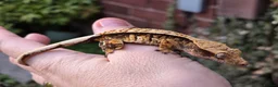 Gecko reptiles for sale: Various crested geckos  - Advert 14