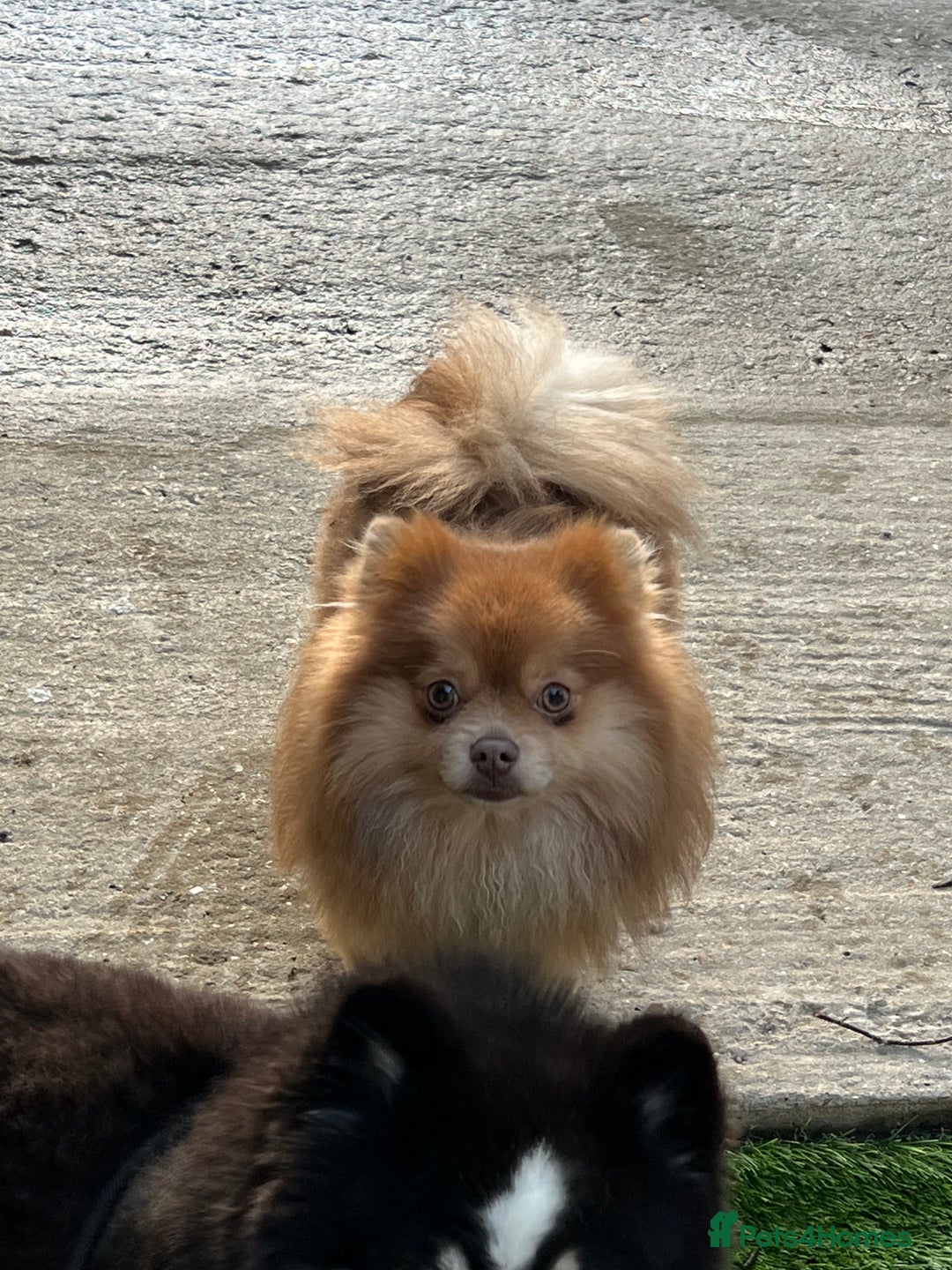 Pomeranian dogs for sale: Teddybear cuddly Retired spayed 1-2 years old  - Image 21