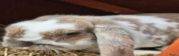 Mini Lop rabbits for sale: Mini Lop girl - Advert 4