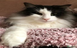 Norwegian Forest Cat cats for sale: Cuddly male Norwegian looking for forever home - Image 2