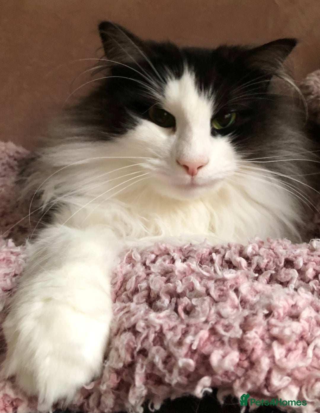 Norwegian Forest Cat cats for sale: Cuddly male Norwegian looking for forever home - Image 2