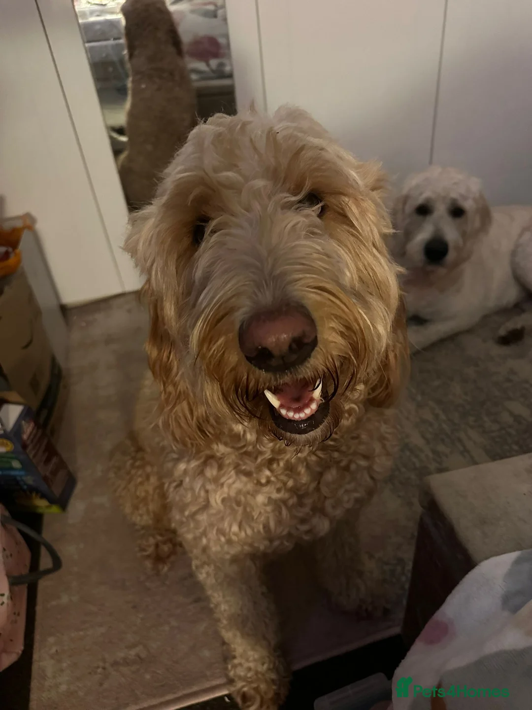 Double Doodle dogs for sale: Double Doodle Puppies in Bristol - Advert 8