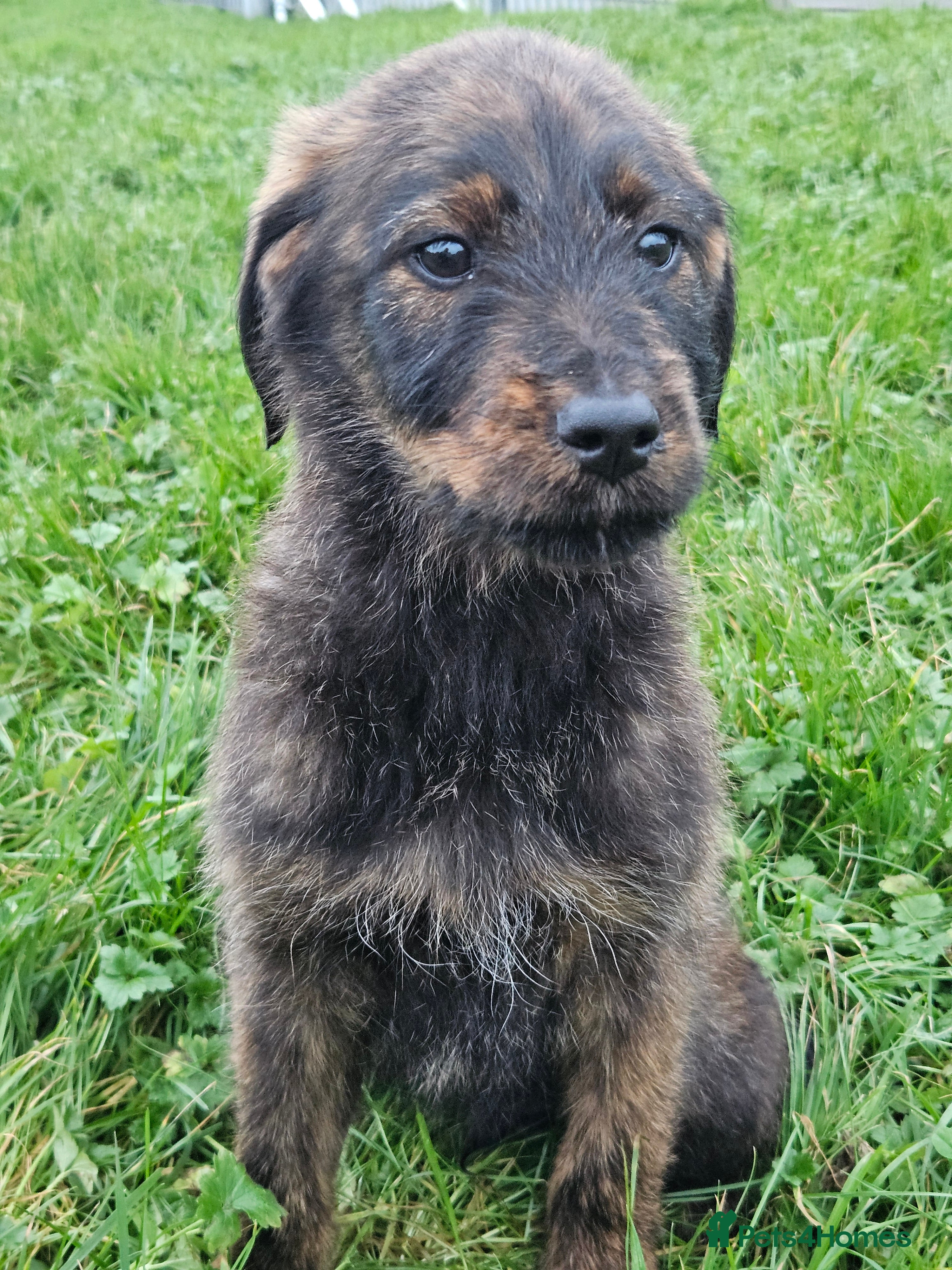 Mixed Breed dogs Rottweiler x poodle puppies ✨️fully vaccinated✨️ - Advert 10