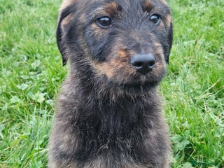 Mixed Breed dogs Rottweiler x poodle puppies ✨️fully vaccinated✨️ - Advert 10