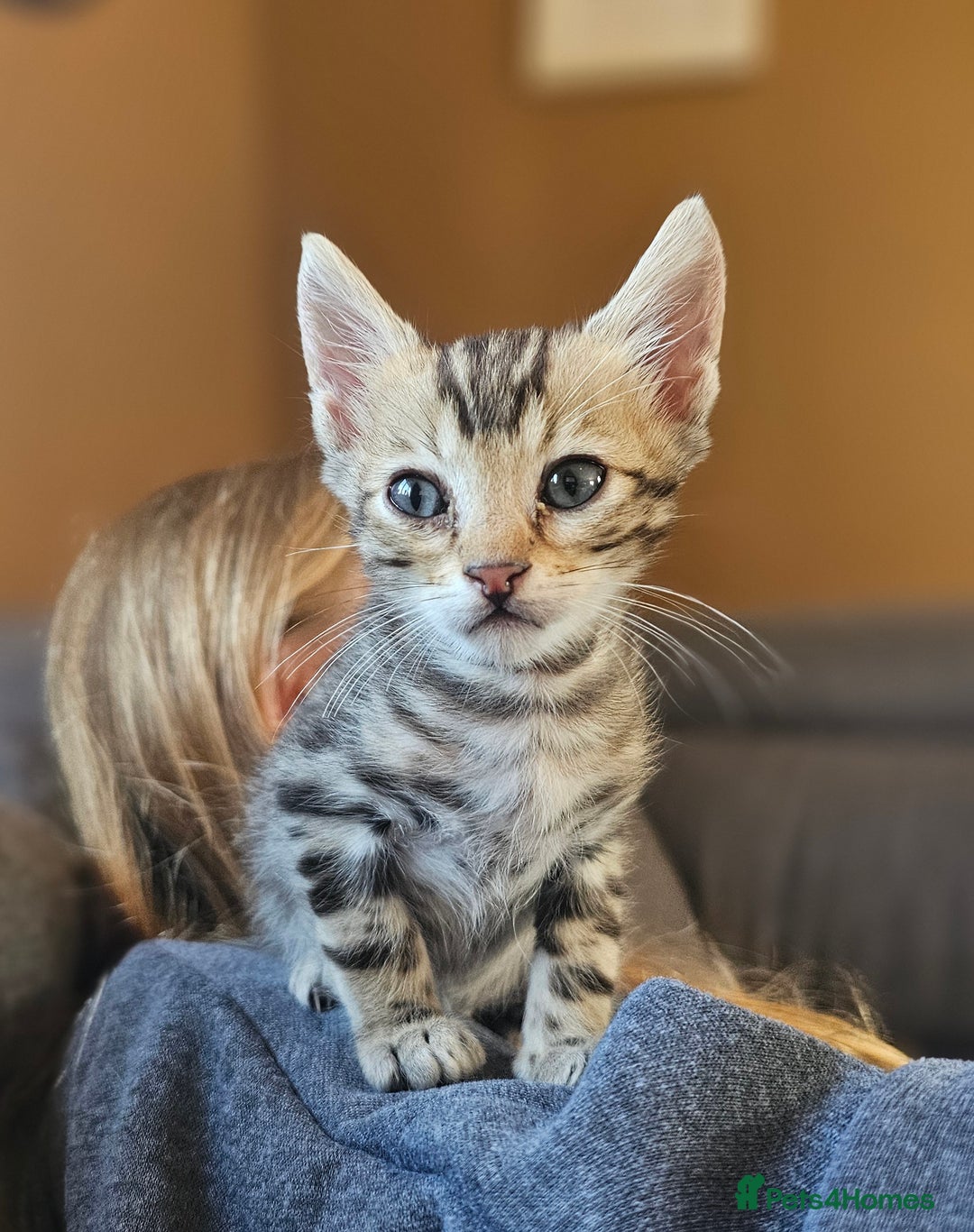 Bengal cats for sale: Bengal kittens. Absolutely beautiful!  - Image 27