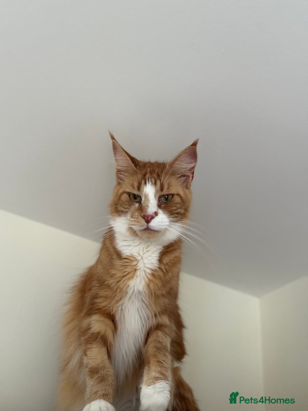 Maine Coon cats for sale: 1 year old Maine Coon - Image 6