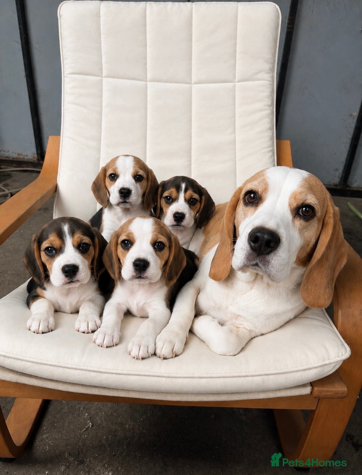 Beagle dogs for sale: Beautiful KC Registered Beagle’s  - Advert 1