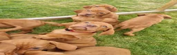 Hungarian Vizsla dogs for sale: Stunning Working Bred KC Hungarian Vizsla puppies  - Advert 1