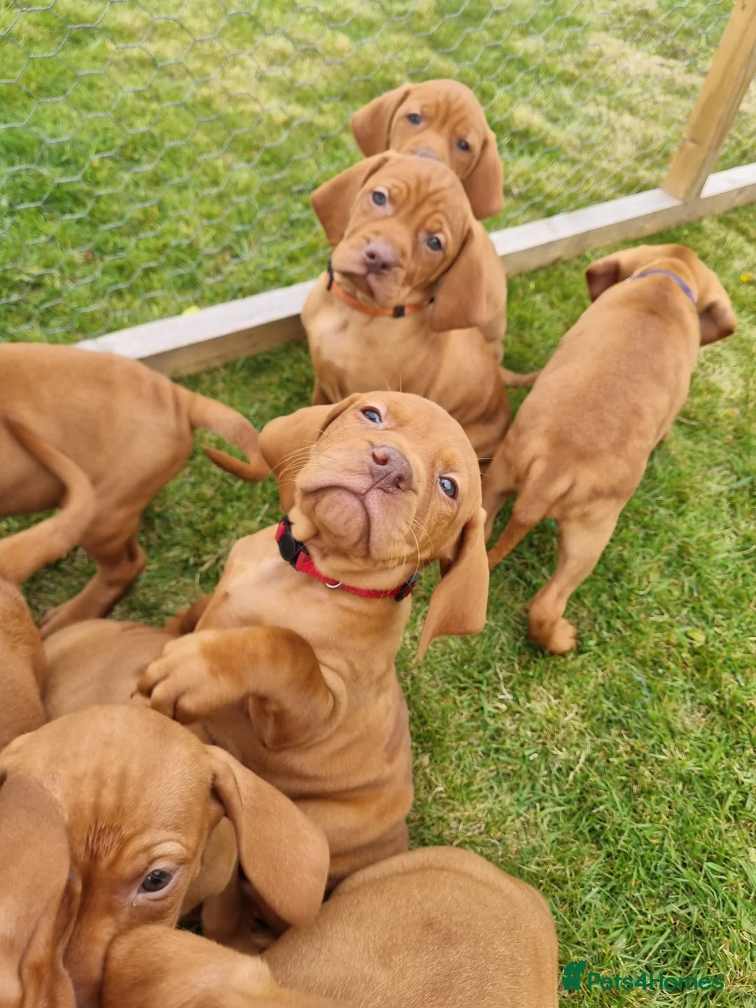 Hungarian Vizsla dogs for sale: Stunning Working Bred KC Hungarian Vizsla puppies  - Advert 1