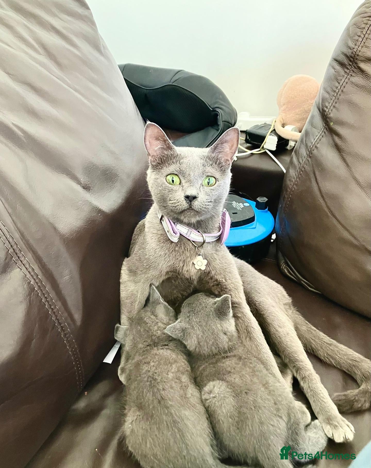 Russian Blue cats for sale: grey-furred russian blue - Advert 14
