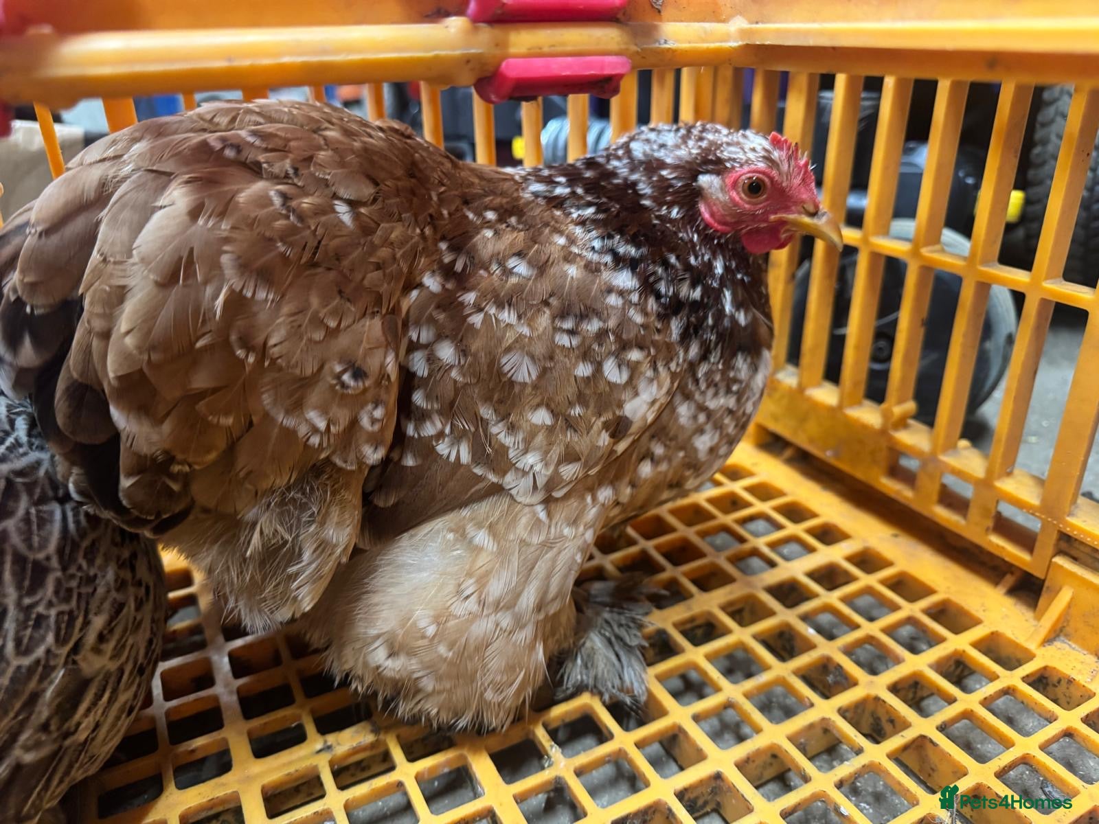 Chickens poultry Pekin bantam hens  - Advert 5