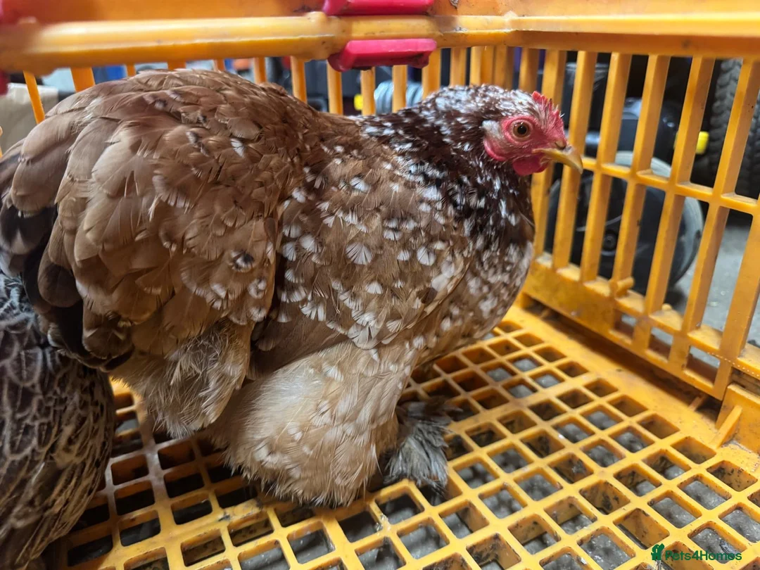 Chickens poultry for sale: Pekin bantam hens  - Advert 1