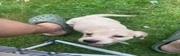 Cocker Spaniel dogs for sale: Show cocker spaniels  - Advert 14