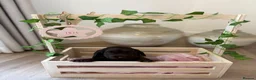 Cocker Spaniel dogs for sale: Show type cocker spaniels KC  - Advert 15