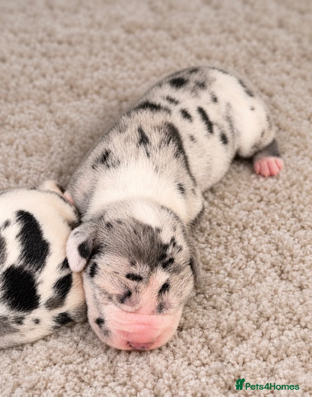 Great Dane dogs for sale: Great Danes puppies  in London - Advert 32