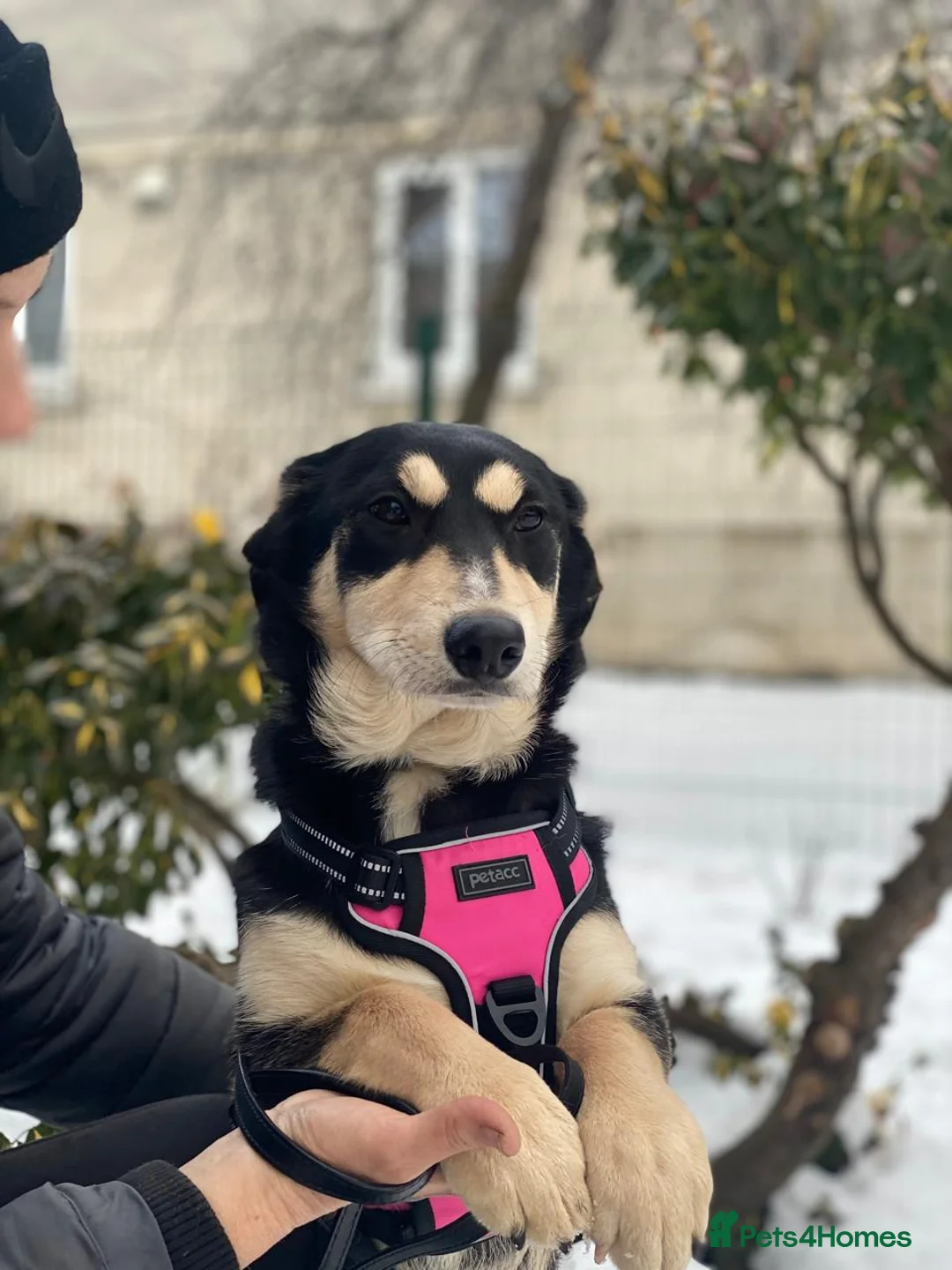 Mixed Breed dogs for adoption: ❤️LADY&DORI❤️ Small Gentle and Social Sisters - Advert 20