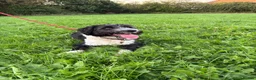 Mixed Breed dogs for sale: Colliepoo - Ted - Advert 4