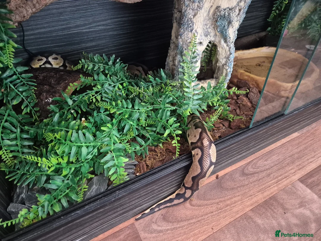 Python Snake reptiles for sale: Normal morph royal python - Advert 6
