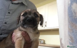 Mixed Breed dogs for sale: Six lovely Borderjack puppies available - Image 10