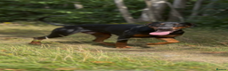 Dobermann dogs for sale: Working doberman - Advert 10