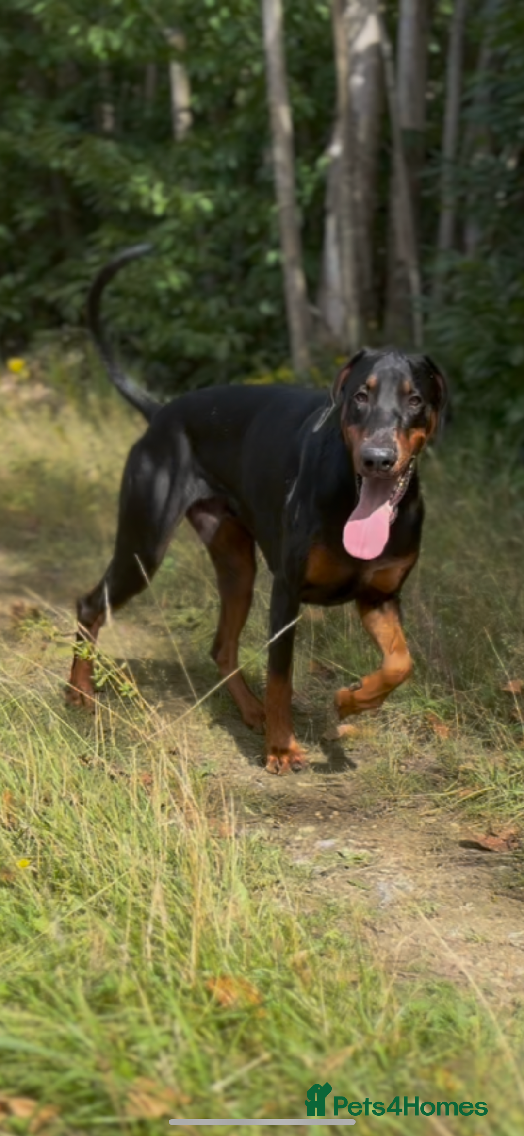 Dobermann dogs for sale: Working doberman - Advert 10