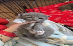 Mixed Breed cats for sale: Kittens looking for forever homes - Image 2