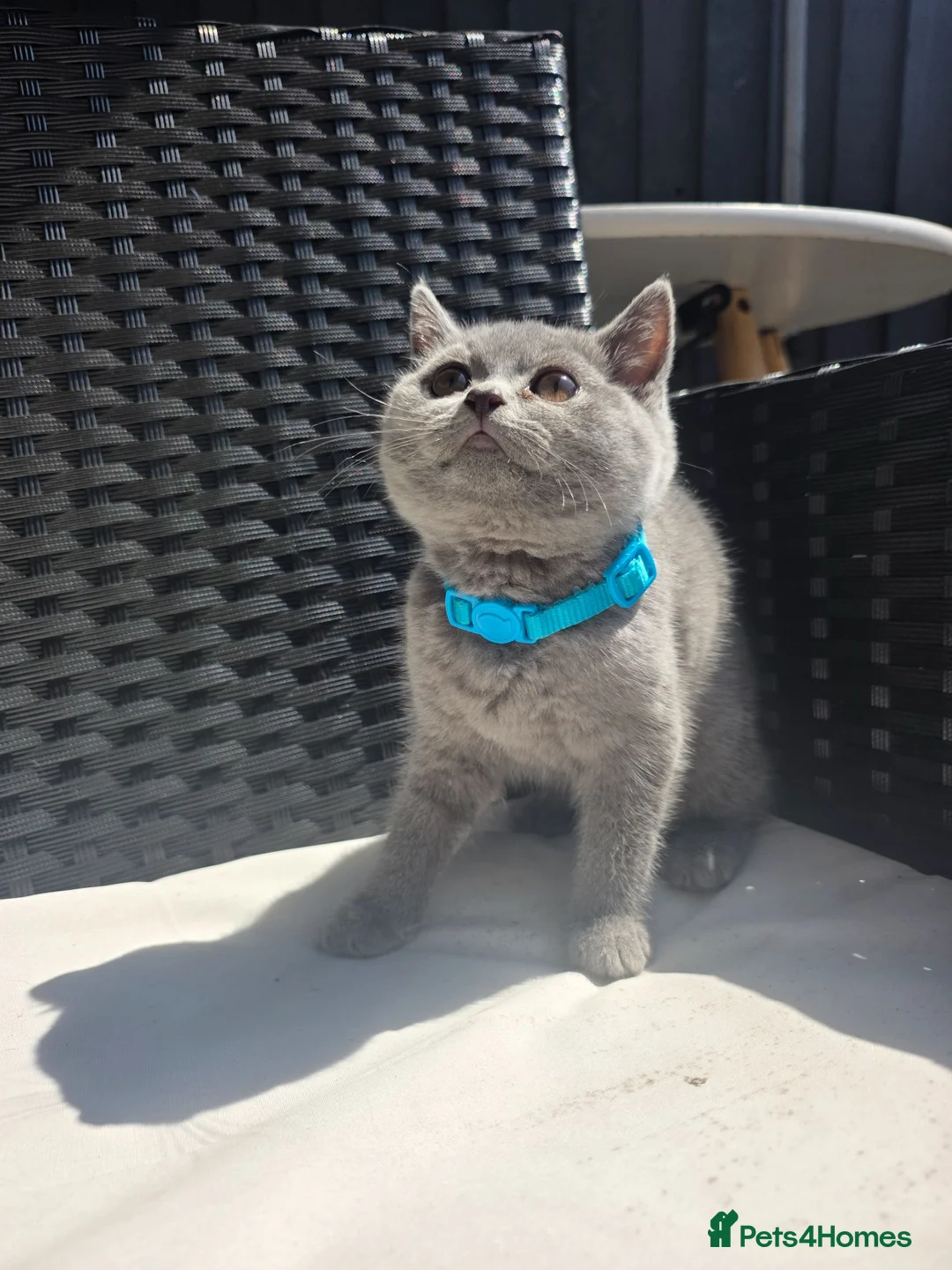 Scottish Fold cats for sale: 😍Stunning scottish straights from champion line😍 - Advert 2