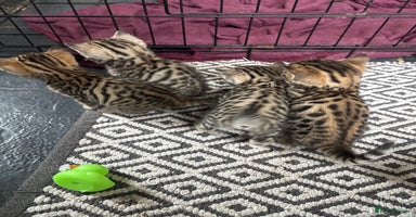 Bengal cats - Advert 5