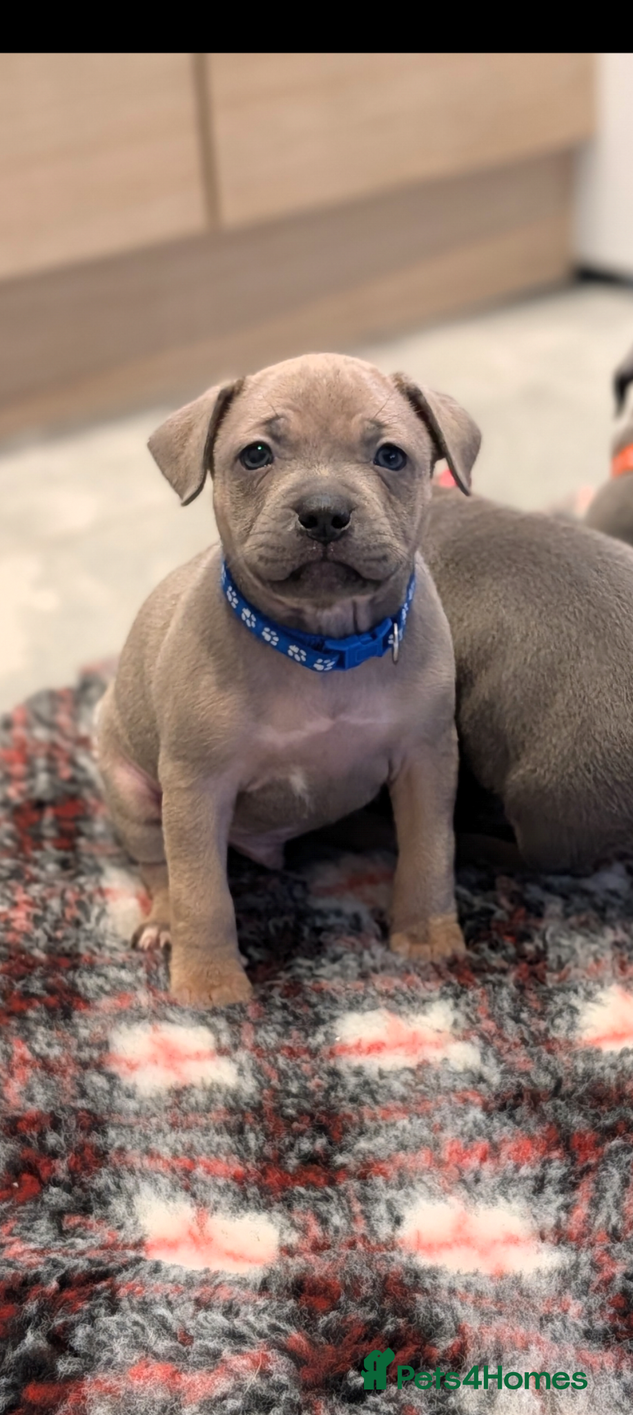 Staffordshire Bull Terrier dogs Blue Staffordshire Bull terriers staffy - Advert 2