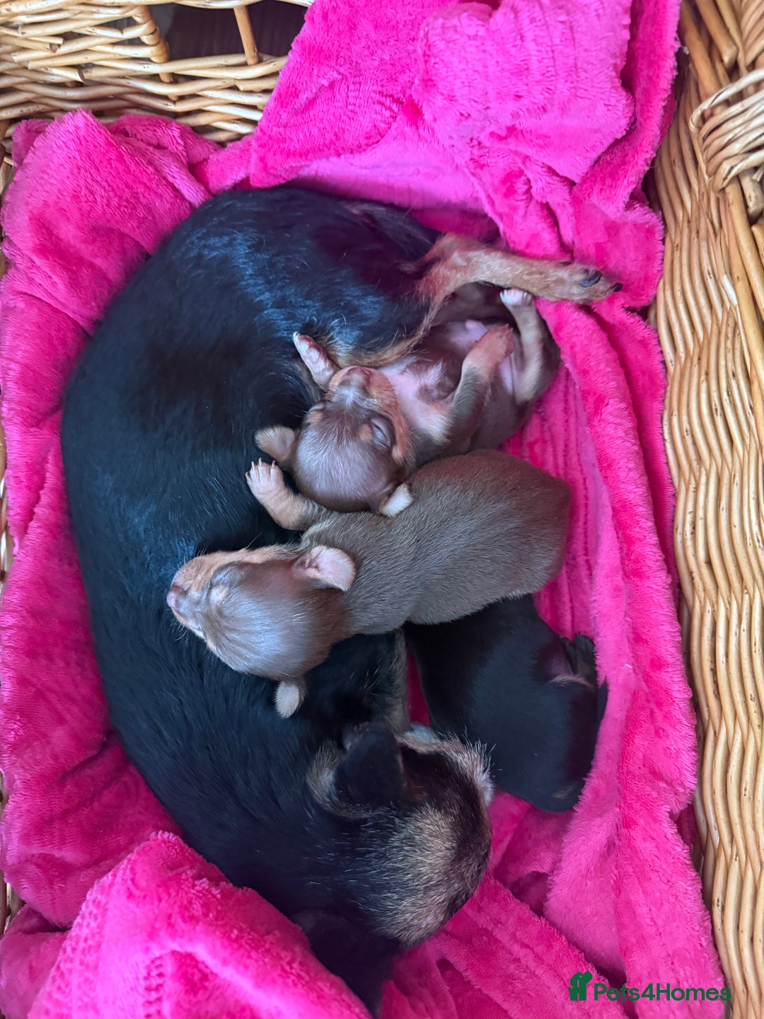 Chihuahua dogs for sale: ❣️❣️❣️Adorable Ci looking for forever home ❣️❣️ - Advert 2