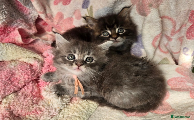 Maine Coon cats - Advert 1