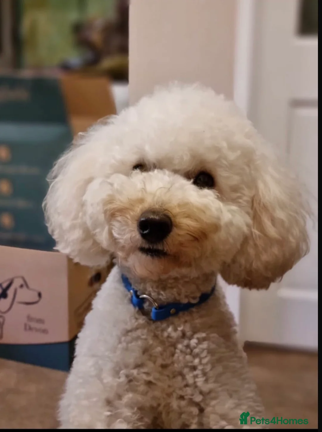 Sproodle dogs for sale: Gorgeous Sproodle puppies F1B - Advert 7