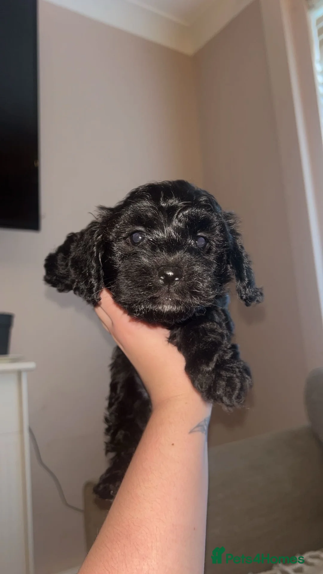 Maltipoo dogs for sale: Stunning Maltipoos 😍😍 - Advert 2