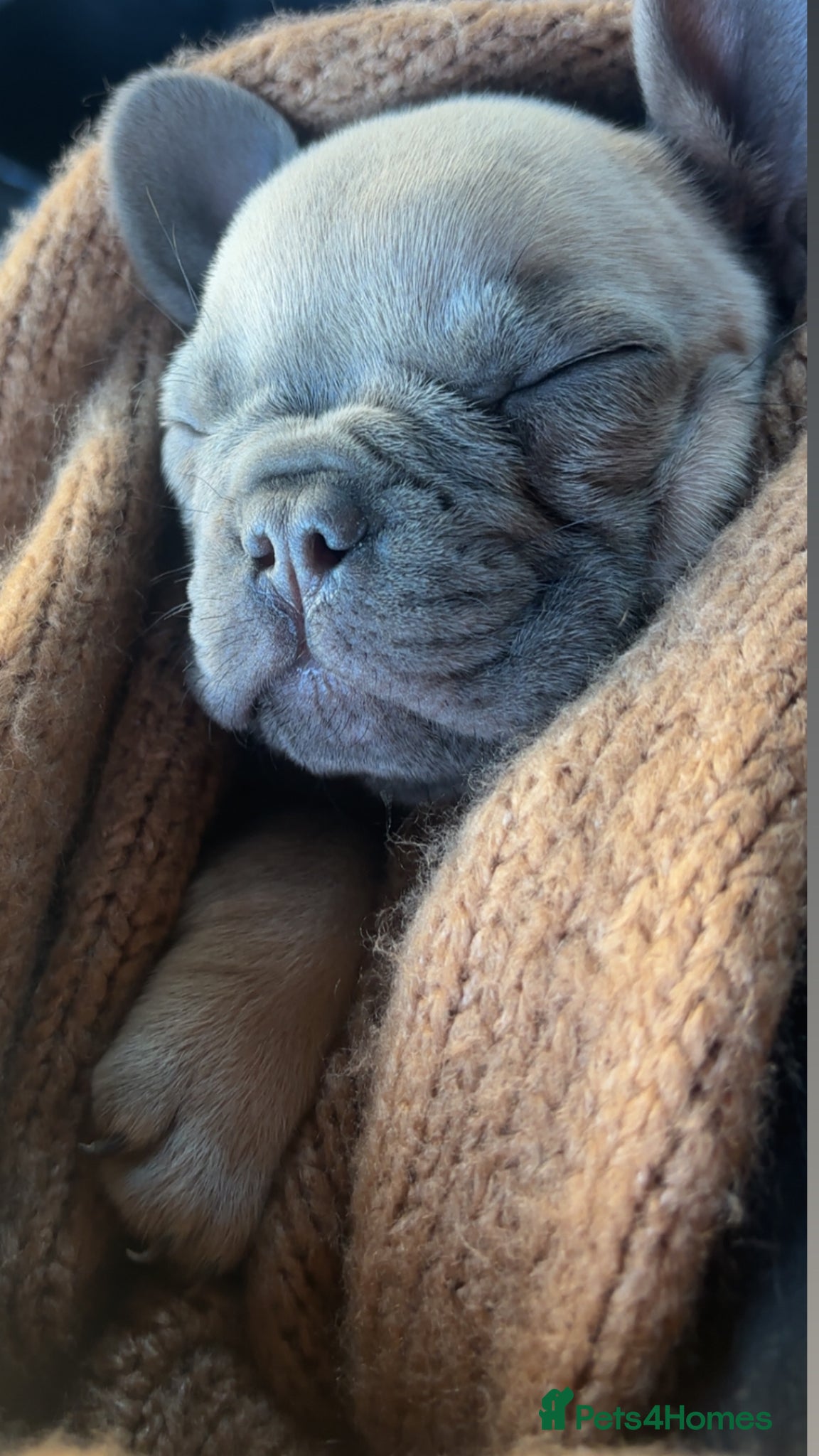French Bulldog dogs Beautiful Frenchies 😍 - Advert 17