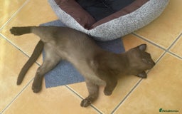 Burmese cats for sale: Lovely Burmese neutered kitten .GCCF registered. - Image 3