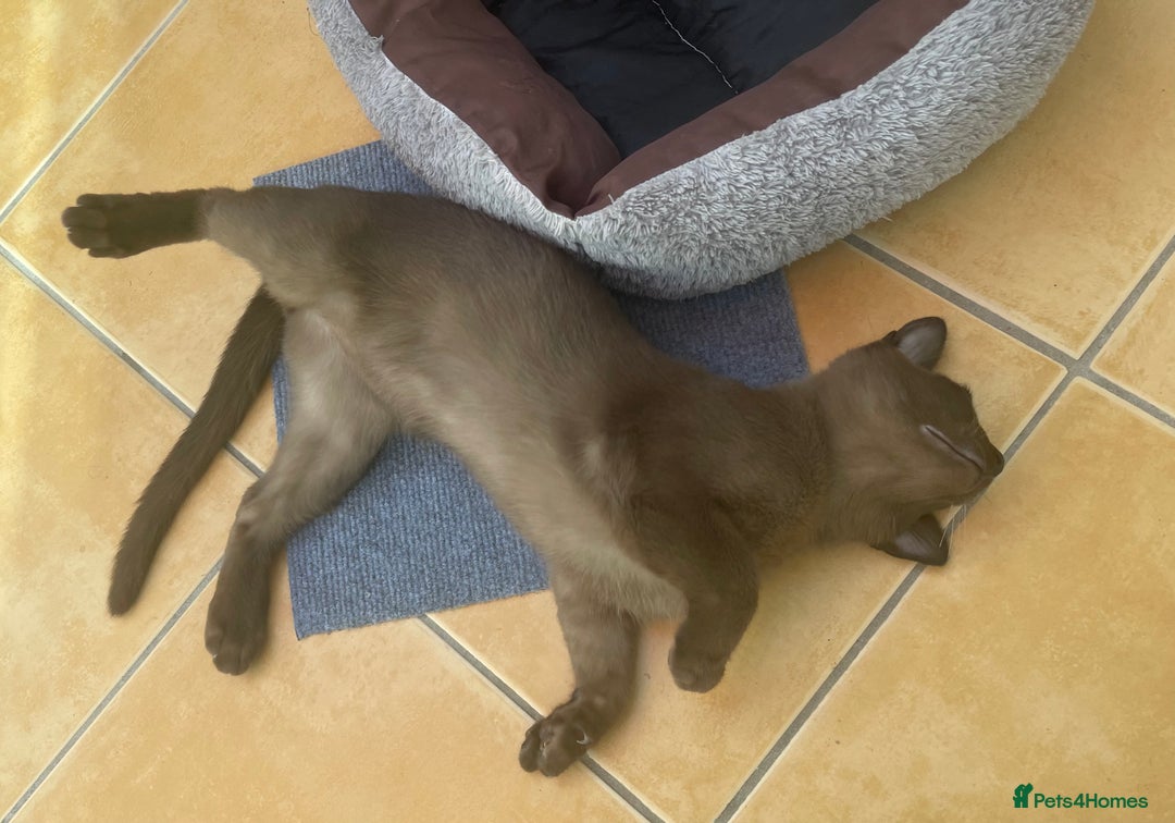 Burmese cats for sale: Lovely Burmese neutered kitten .GCCF registered. - Image 3